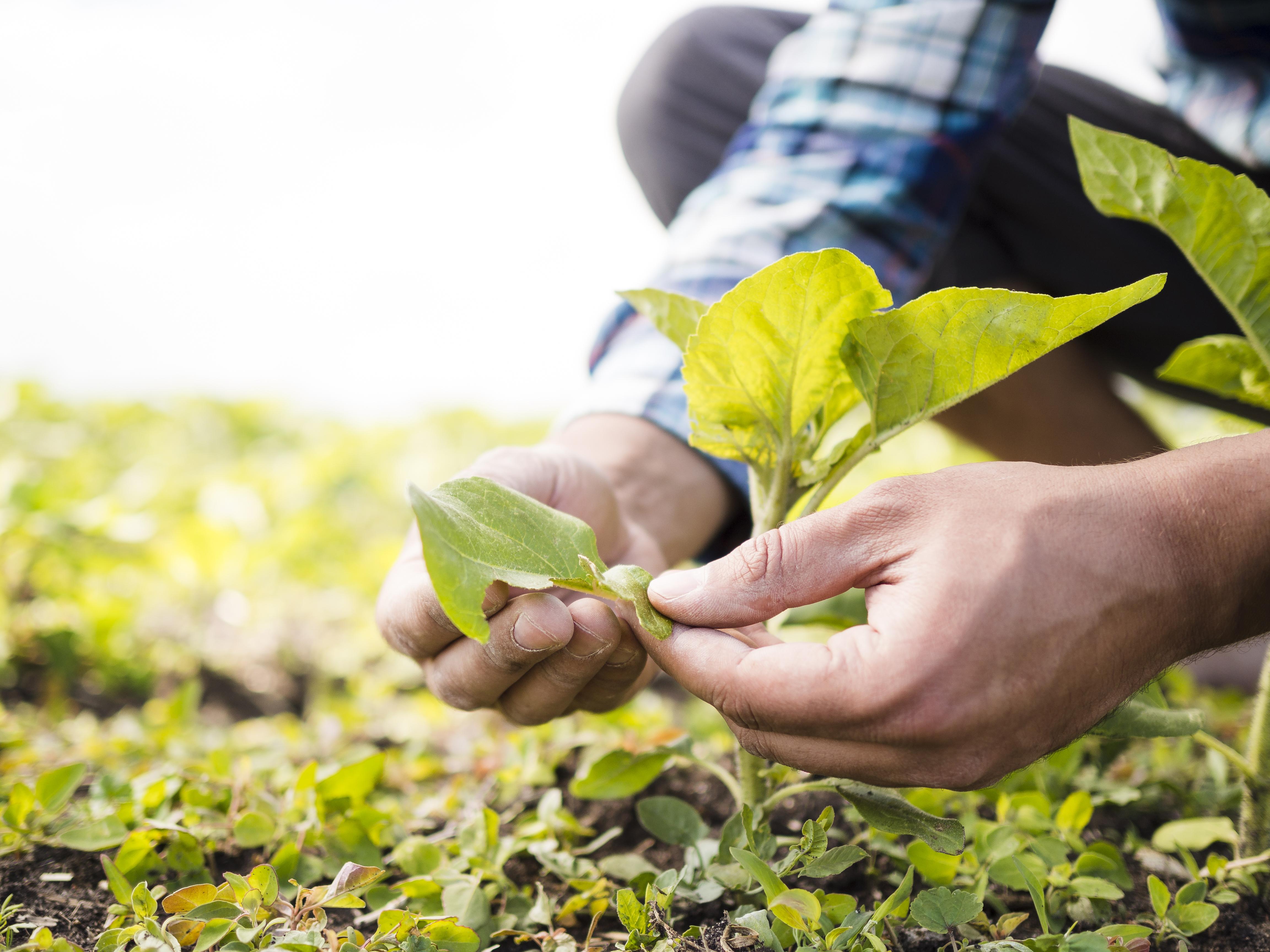 man-taking-care-of-his-farm-close-up